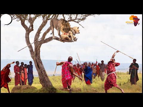 Maasai vs Lion Real Fight