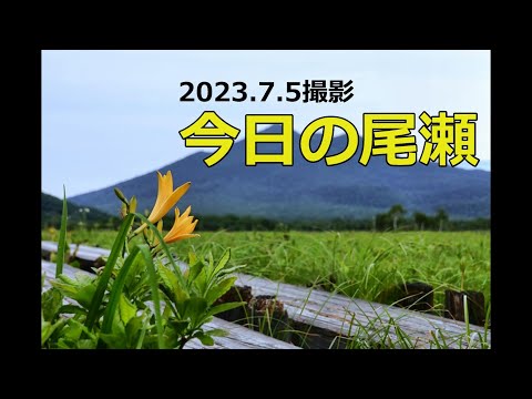 2023.7.5 今日の尾瀬（尾瀬ヶ原）