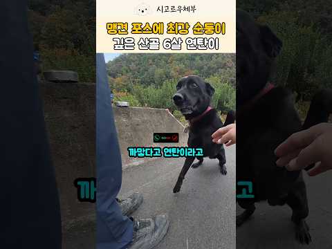 맹견 포스 뿜뿜? 😲 알고 보니 애교 많은 까만콩 시골개! #강아지 #shorts