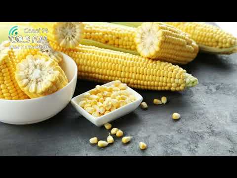 Maíz en Itapúa: del legado guaraní al motor industrial