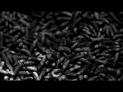 Zifir - Empire Of Worms  (Official Video)