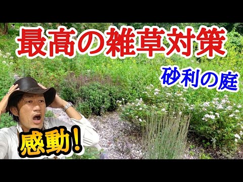 園芸 剛毛のカルダミン、毛むくじゃらのカルダミン、ウォール クレス