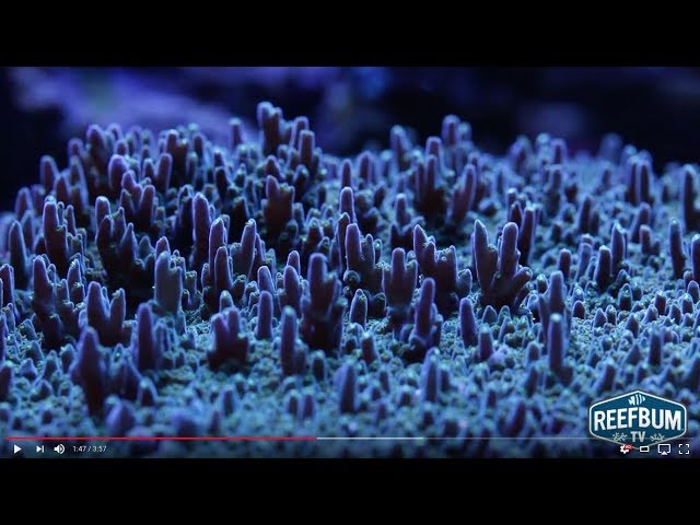 Tank Tour: Mike Shur's 280 Gallon Reef