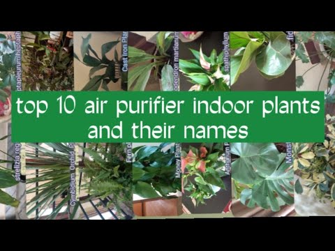 Some indoor Plants  for Air purifier