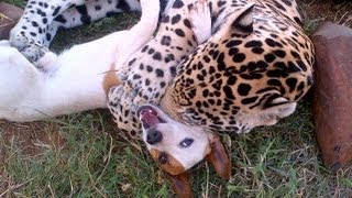 Cute Dog and Jaguar Are Best Friends