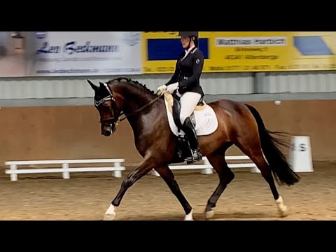 Grundausbildung des Pferdes - Teil 1