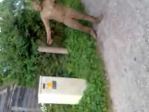 Purva Bridēji - 1. daļa