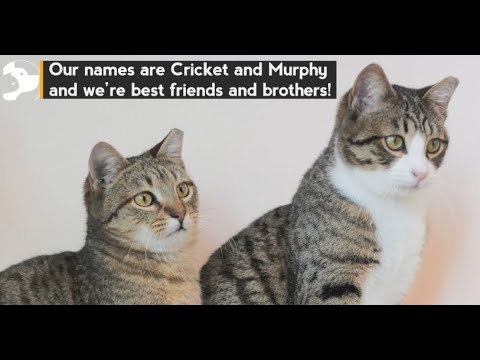Cricket and Murphy, an adopted Domestic Short Hair in Seattle, WA_image-1
