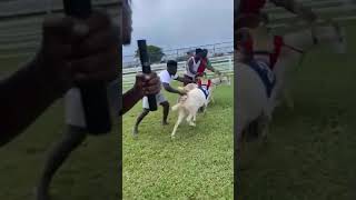Goat Racing In Tobago For The First Time 🇹🇹🇹🇹 #goatrace #goats #trinidad #africatotheworld #unity
