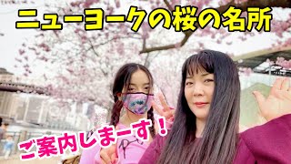 桜満開！ニューヨーク市の桜の名所、ルーズベルトアイランドの桜をご案内します。去年はコロナで閑散としていましたが、今年はいかに？新しくできたコーネル・テック大学もご案内。