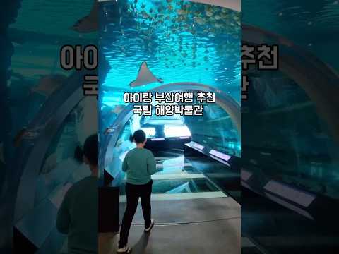 [아이랑 부산여행] 국립해양박물관 부산가볼만한곳 무료 박물관 추천(물고기 밥 주기, 대형 수조) #aquarium #museum #travel