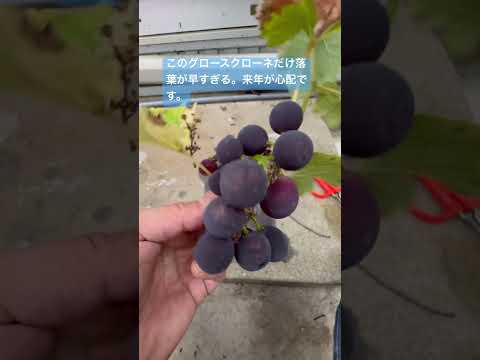 ブドウの木を植える時期 植える前に水に浸してリフレッシュしてください