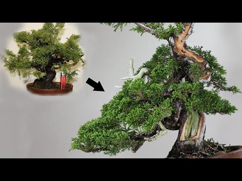 あなたの盆栽は葉を落としていませんか?これらが原因です トピックス