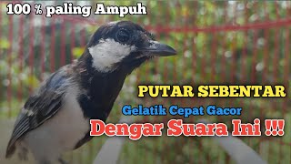 Download lagu Pancingan Gelatik batu gelatik wingko Putar sebentar Gelatik Cepat Gacor dengar suara ini Buktikan ! mp3 Download lagu Pancingan Gelatik batu gelatik wingko Putar sebentar Gelatik Cepat Gacor dengar suara ini Buktikan ! mp3
