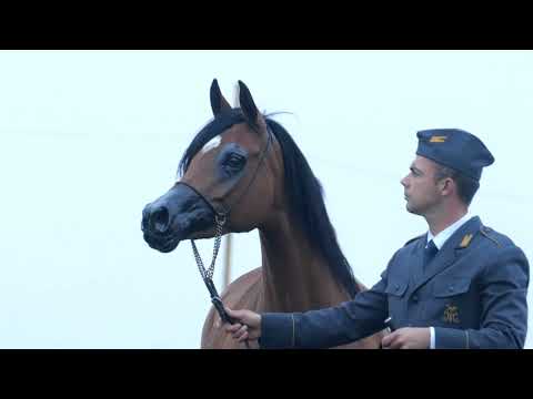 ⚜️ WYGODNA ⚜️ (Pogrom x Wkraza / Albedo), 2022 SUMMER SALE