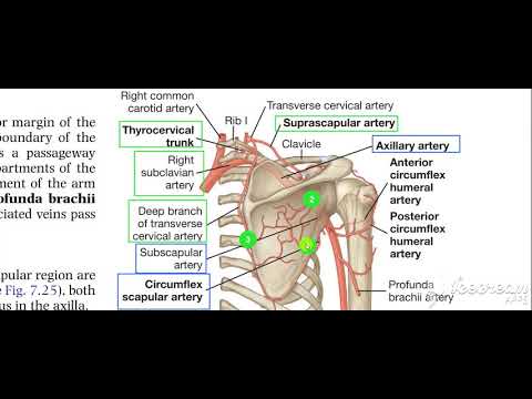 Shoulder anastmosis 3