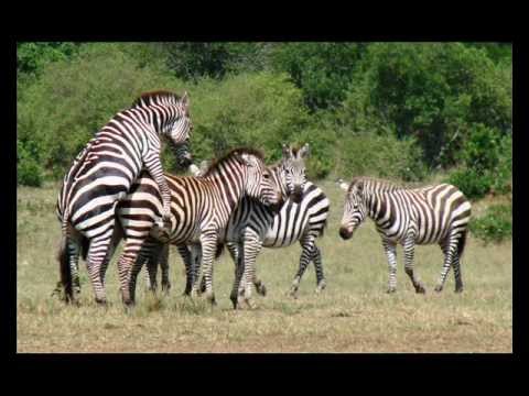 download lagu mp3 mp4 Safari Com, download lagu Safari Com gratis, unduh video klip Safari Com