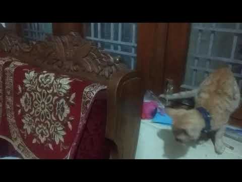 Hello brother take care 🐈😼😼