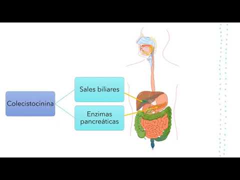 Digestion and absorption of lipids