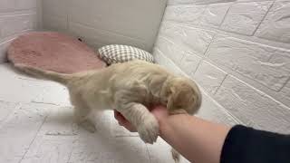 ハーフ犬の動画01