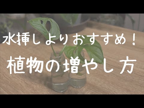 これはライラックを自分で増やす方法です 植物