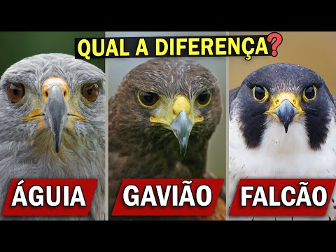 ÁGUIA, GAVIÃO ou FALCÃO? Qual a diferença? | Carcará é um falcão?