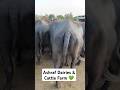 Buffalo Farming Buffalo Talaab Buffalo Sound Buffalo Cartoon Buffalo Mating Buffalo Buffalo