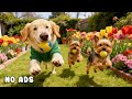 24 Hours of Dog TV for Dogs to Watch 🐶🎧 Gentle Anti-Stress Music for Dogs & Peaceful Rest 🌿🐾