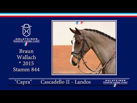 Holsteiner Frühjahrsauktion 2020 - Nr. 106 Capra v. Cascadello II - Landos
