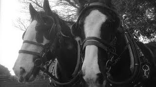 preview picture of video 'Breaking a pair of Shires'