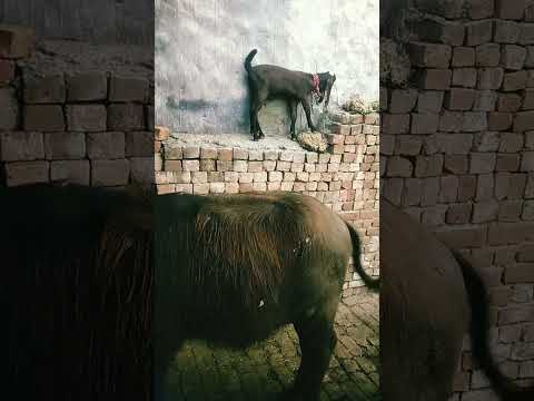 The kid Of The Goat Is Massaging #The Cut Of The Buffalo...😂🐐😂😂🥴🐱🐱🐱🐃🐐