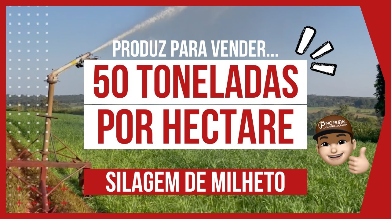 PRODUÇÃO DE 50 TONELADAS POR HECTARE E FAZENDO SILAGEM DE MILHETO VALENTE