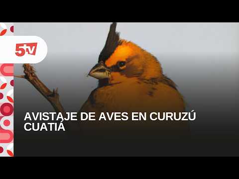 CURUZÚ CUATIÁ DESTINO DE AVISTAJE DEL CARDENAL AMARILLO- NORMA ACHERITEGUY