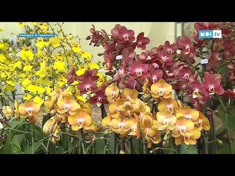 Murabilia 2021, la XX edizione della mostra di giardinaggio torna il 3, 4 e 5 settembre