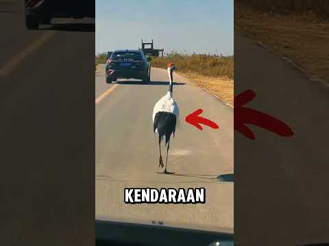 Burung bangau yang mencuri umpan pemancing ikan