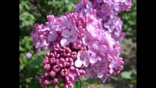 Gordon MacRae - Green Grow the Lilacs