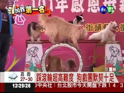 特技表演一把罩 狗戲團大放異彩