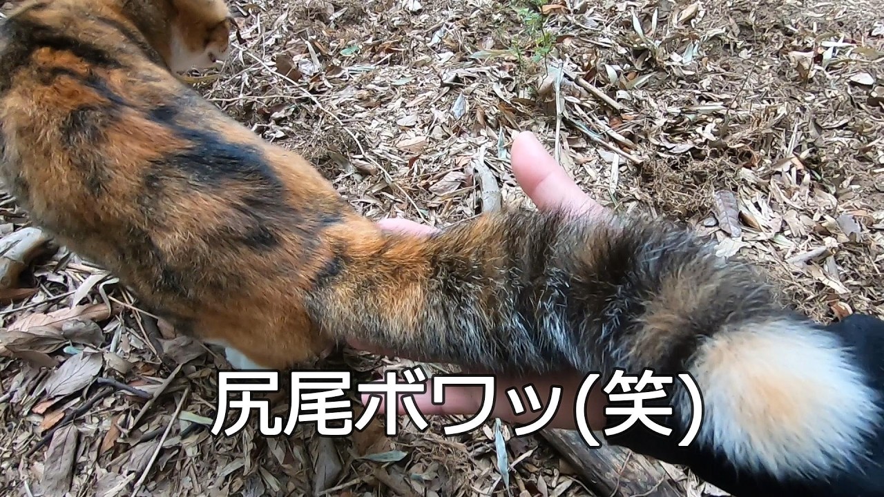 仲良く楽しそうに山で遊ぶ姉妹猫