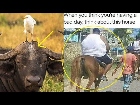 Animals Having A Worse  Day Than You