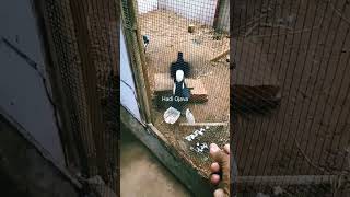 Download lagu Cara menaikan birahi murai batu agar cepat kawin... mp3 Download lagu Cara menaikan birahi murai batu agar cepat kawin... mp3