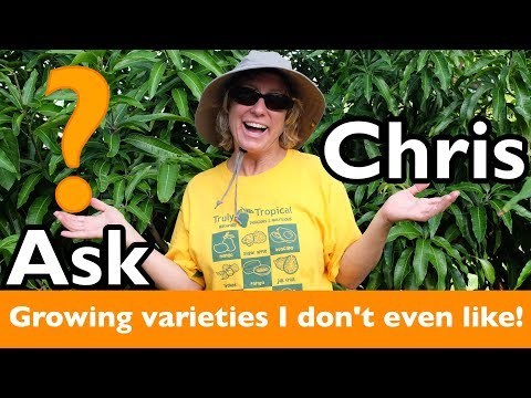ASK CHRIS- Do you grow any varieties of mangos that you don't like?