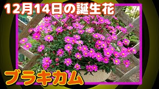 12月14日の誕生花 ブラキカム どんな花 あなたに送る花言葉は موقع ويب حيث يمكنك مشاهدة مقاطع فيديو موسيقية مجانية
