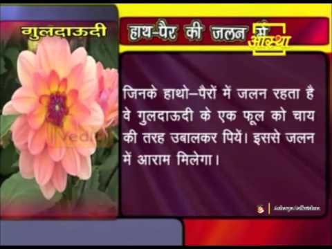 Ayurvedic Benefits of Chrysanthemum (Guldaudi) for Burning Feet | Acharya Balkrishna