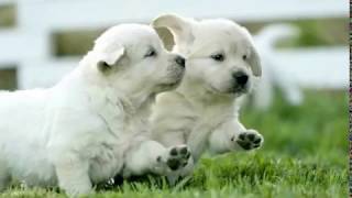 Несколько фото в формате видео