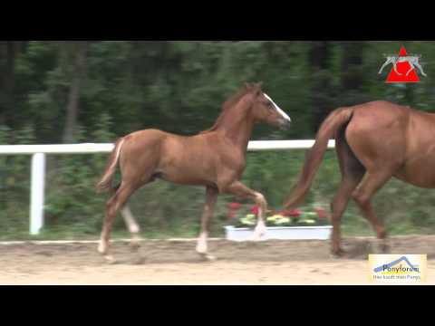 Auktionsfohlen Nr. 80 COSMORELLO