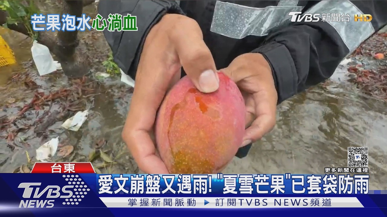 影音/鋒面雨彈炸全台! 枋山愛文芒果農苦 逾2千顆「泡水裡」