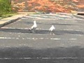 Epic Seagulls