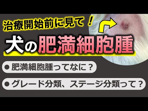 犬の脂肪腫 - 原因、症状、治療法