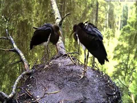 Goodbye  Estonian Black Storks