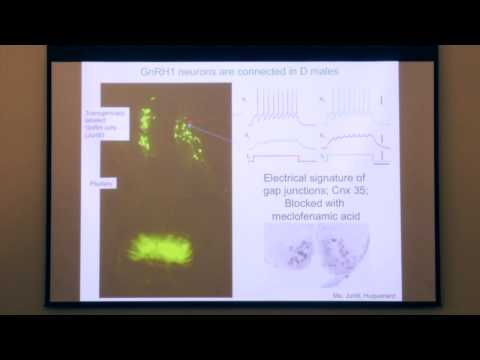 Allison J. Doupe Memorial Symposium - Samuel Barondes, MD, and Russell D. Fernald, PhD